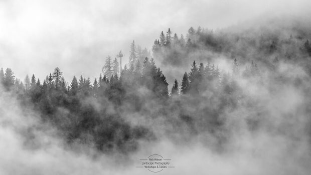 misttrees-2309